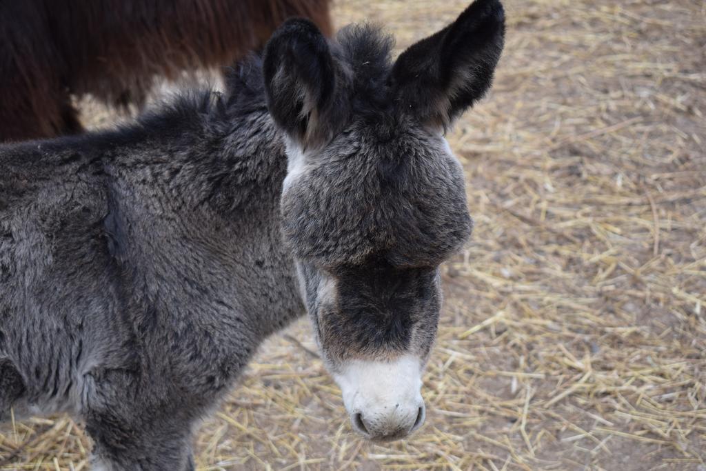 Agriturismo Ca Del Lupo Pallazzolo sullʼOglio Dış mekan fotoğraf