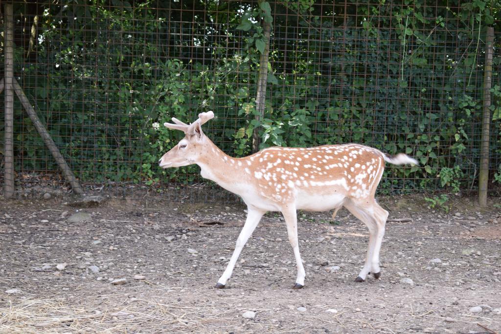 Agriturismo Ca Del Lupo Pallazzolo sullʼOglio Dış mekan fotoğraf